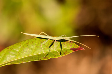Juvenile Children's Stick Insect resting on green leaf