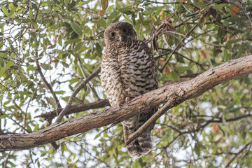 Powerful Owl perched in tree