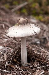 Sydney Australia, white capped toadstool in or mushroom growing  in garden mulch