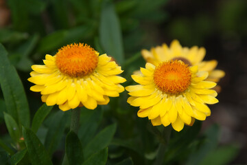 Sydney Australia, flowers of a Bracteantha Mohave Yellow which is an Australian native paper daisy