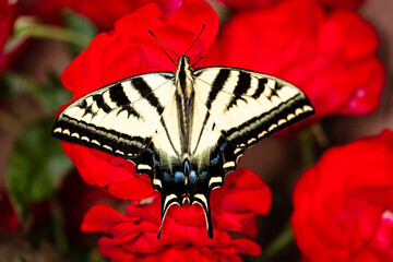 Closeup of a butterfly
