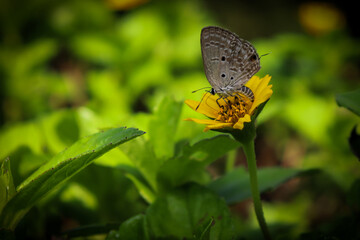 Butterfly on a flower 
