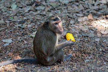 monkey eat corn