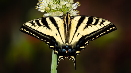 Butterfly on the flower of green onion