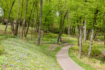 green alley in the park in egypt