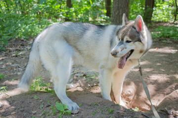 gray siberian husky in the forest