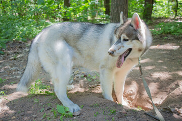 gray siberian husky in the forest