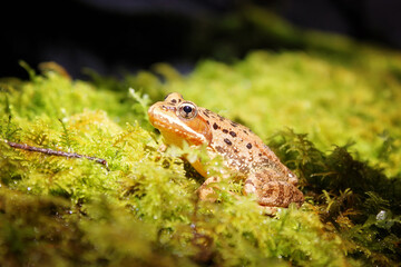 frog in the moss