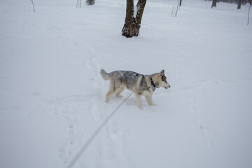 husky dog in the snow in winter