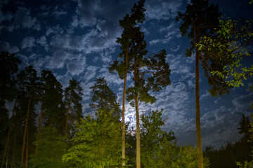 dark night sky in pine forest