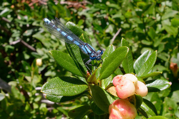 Enallagma cyathigerum (Common blue damselfly, Common bluet, or Northern bluet)