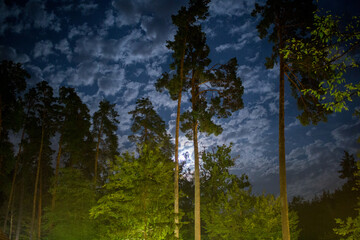 dark night sky in pine forest