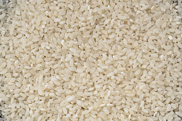 Very beautiful background of round grain rice