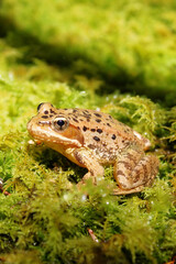 frog on moss