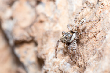 Female Menemerus semilimbatus spider posed on a rock waiting for preys