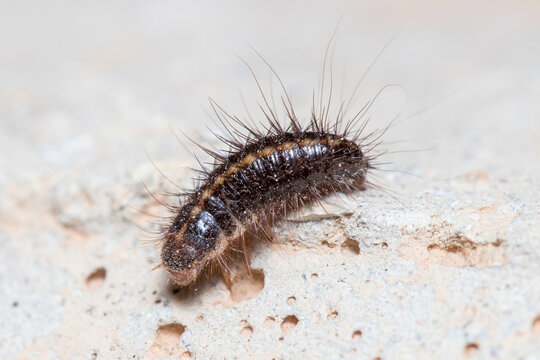 Anthrenus verbasci larvae walks on a concrete floor under the sun