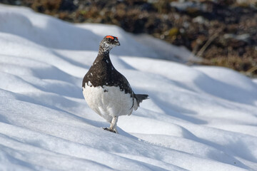 Rock Ptarmigan (Lagopus muta), male in summer plumage - Vanoise, Alps, France