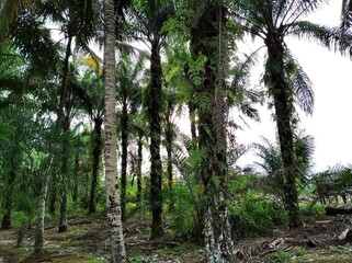 Fototapeta premium trees in the forest