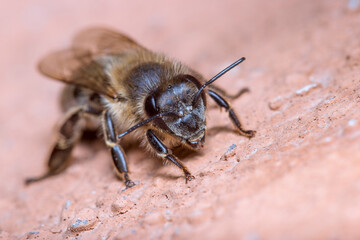 Apis mellifera honey bee posed on a concrete floor