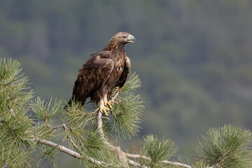Golden Eagle (Aquila chrysaetos) in the Sierra Morena (Spain)