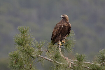 Golden Eagle (Aquila chrysaetos) in the Sierra Morena (Spain)