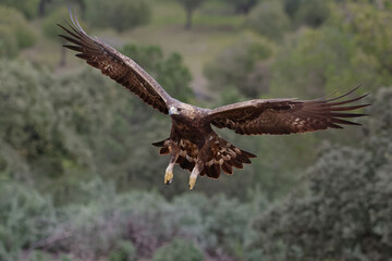 Golden Eagle (Aquila chrysaetos) in the Sierra Morena (Spain)