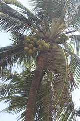 coconut palm tree