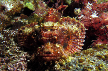 Fototapeta na wymiar Bearded Scorpionfish camouflaged on rocks Cebu Philippines