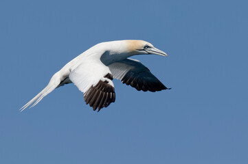 Northern Gannet (Morus bassanus) flying - Mediterranean Sea, France