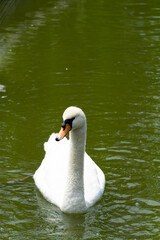 Fototapeta premium 動物園の白鳥