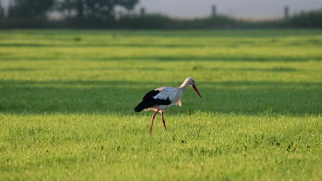 White stork search feed on the mowed meadow, summer, (ciconia ciconia), germany 