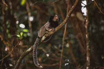 Callitrichidae monkey in Brazil forest