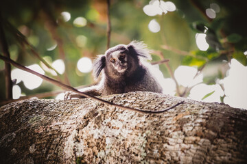 Callitrichidae monkey in Brazil forest