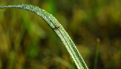 Fototapeta Krople rosy i mała mrówka na źdźble trawy w macro obraz