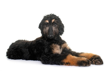 puppy afghan hound