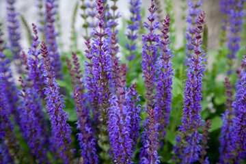 Obraz premium Purple Flowers