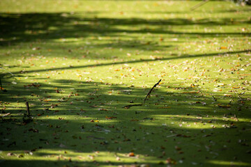 végétation verte sur l'eau d'un étang