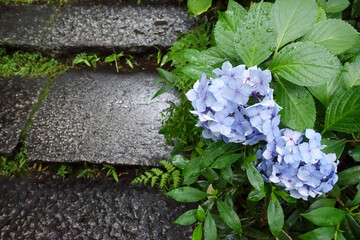 紫陽花