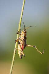 Florida Giant Orange Yellow Locust Lubber Grasshopper.