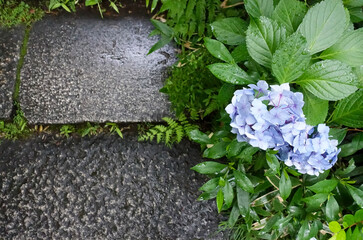 紫陽花の季節