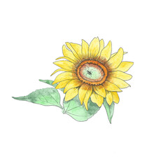 Sunflower flower yellow inflorescence illustration. Made with acarel and liner.