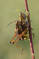Florida Giant Orange Yellow Locust Lubber Grasshopper.