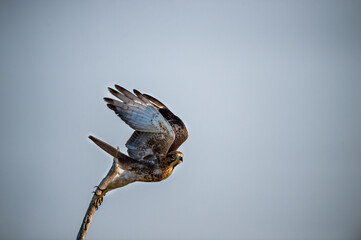 White eyed buzzard or Butastur teesa with wingspan taking off for flight from perched at keoladeo...