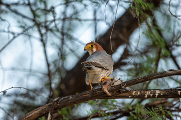 Red necked falcon or Falco chicquera with crested lark kill in claws at tal chhapar sanctuary rajasthan india