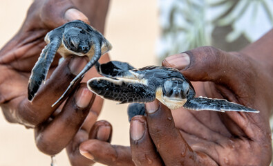 Newly-hatched sea turtles in Sri Lanka