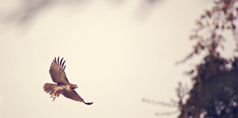 hawk bird in flight