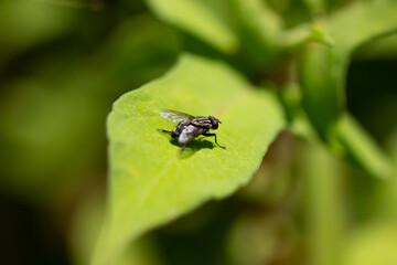 Common fly on a green leaf, macro. A small common housefly insect sitting on a green leaf of a plant in the sun, macro photo. 