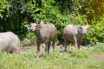 Buffalo,  water buffalo stands looking at something in the  meadow Thailand.