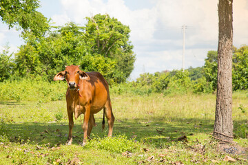Naklejka premium Cow standing in the green field Thailand.