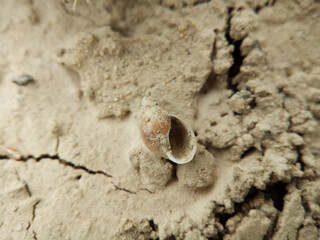 Snail's shell on the cracked ground macro. A close-up of a shell of a tiny snail covered in dirt lying on the cracked ground, macro photo.